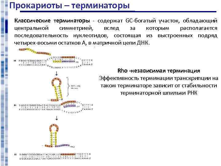 Прокариоты – терминаторы Классические терминаторы - содержат GC-богатый участок, обладающий центральной симметрией, вслед за