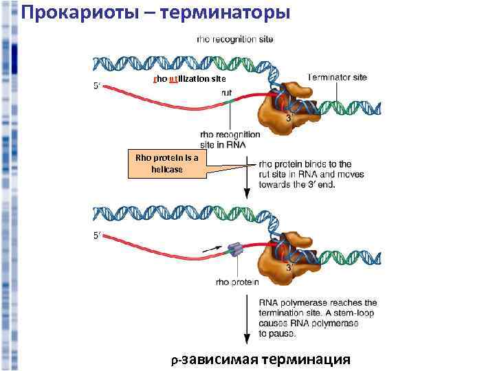 Прокариоты – терминаторы rho utilization site Rho protein is a helicase r-зависимая терминация 