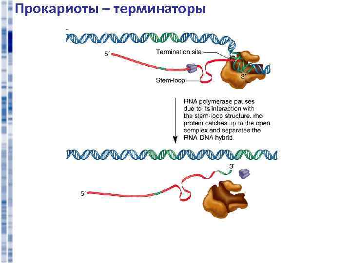 Прокариоты – терминаторы 