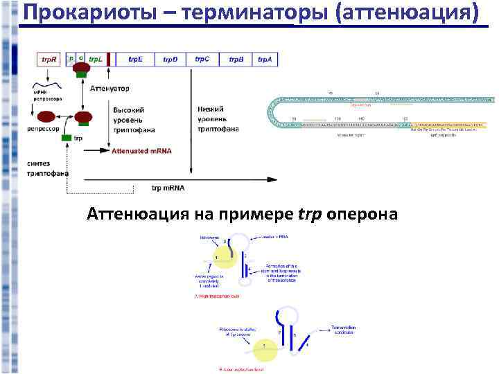 Прокариоты – терминаторы (аттенюация) Аттенюация на примере trp оперона 