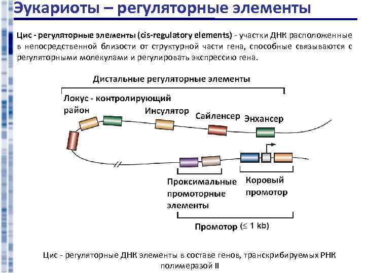 Эукариоты – регуляторные элементы Цис - регуляторные элементы (cis-regulatory elements) - участки ДНК расположенные