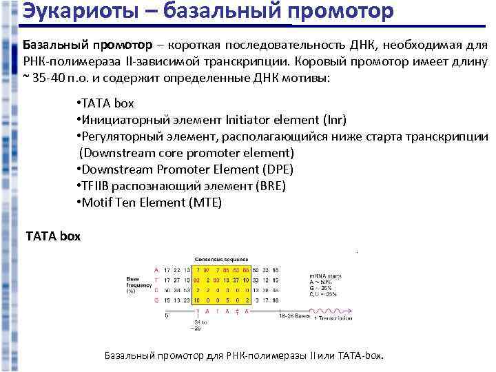 Эукариоты – базальный промотор Базальный промотор – короткая последовательность ДНК, необходимая для РНК-полимераза II-зависимой