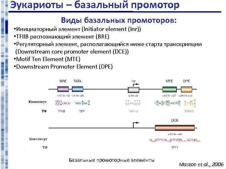 Эукариоты – базальный промотор Виды базальных промоторов: • Инициаторный элемент (Initiator element (Inr)) •