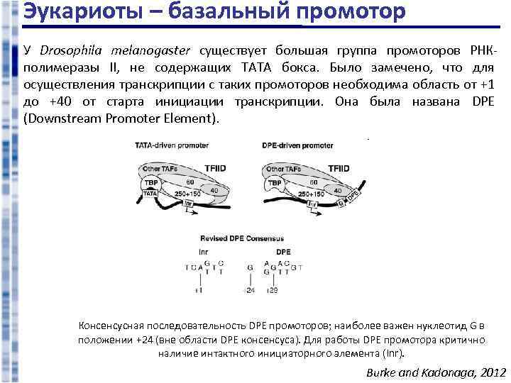 Эукариоты – базальный промотор У Drosophila melanogaster существует большая группа промоторов РНКполимеразы II, не