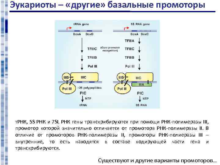 Эукариоты – «другие» базальные промоторы т. РНК, 5 S РНК и 7 SL РНК