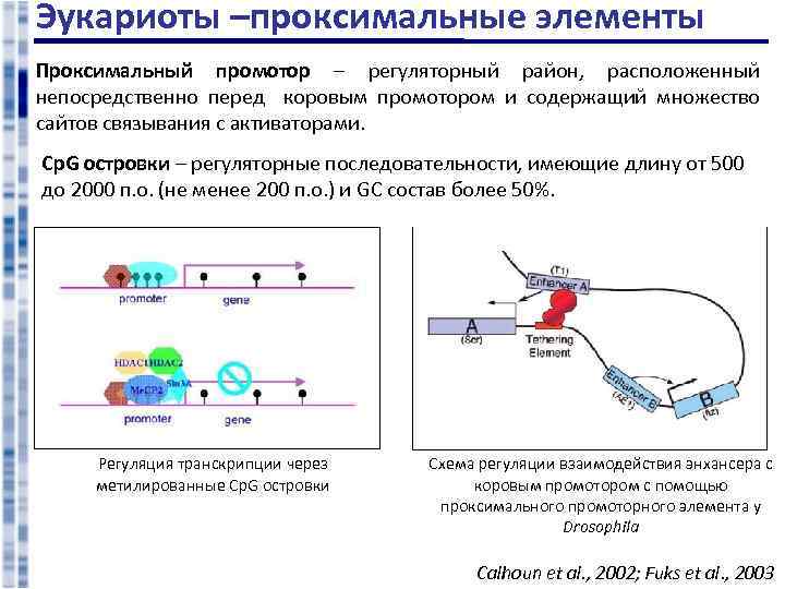 Эукариоты –проксимальные элементы Проксимальный промотор – регуляторный район, расположенный непосредственно перед коровым промотором и