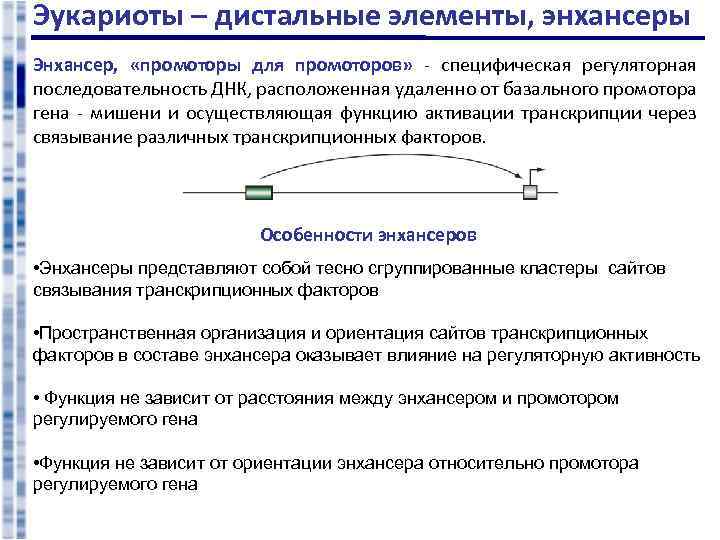 Эукариоты – дистальные элементы, энхансеры Энхансер, «промоторы для промоторов» - специфическая регуляторная последовательность ДНК,