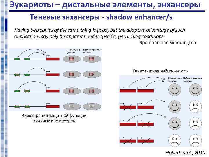 Эукариоты – дистальные элементы, энхансеры Теневые энхансеры - shadow enhancer/s Having two copies of