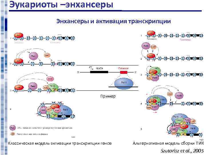 Эукариоты –энхансеры Энхансеры и активация транскрипции Пример Классическая модель активации транскрипции генов Альтернативная модель