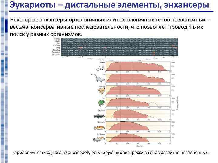 Эукариоты – дистальные элементы, энхансеры Некоторые энхансеры ортологичных или гомологичных генов позвоночных – весьма