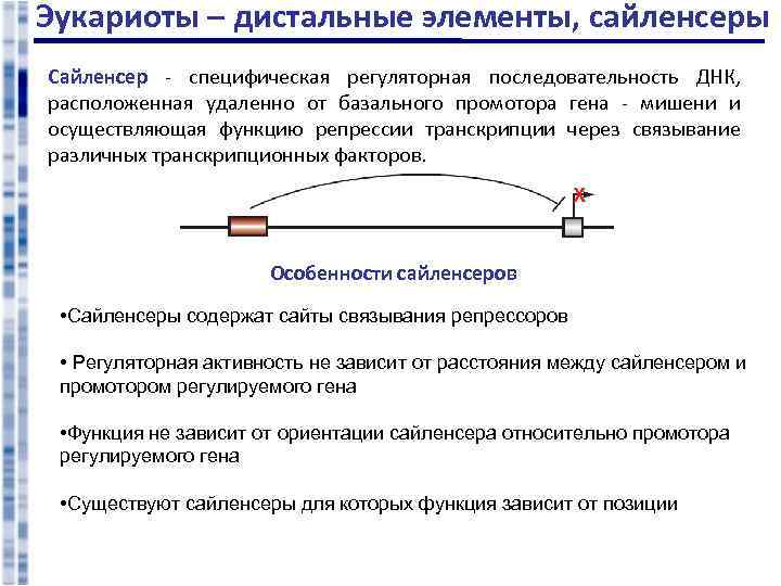 Эукариоты – дистальные элементы, сайленсеры Сайленсер - специфическая регуляторная последовательность ДНК, расположенная удаленно от