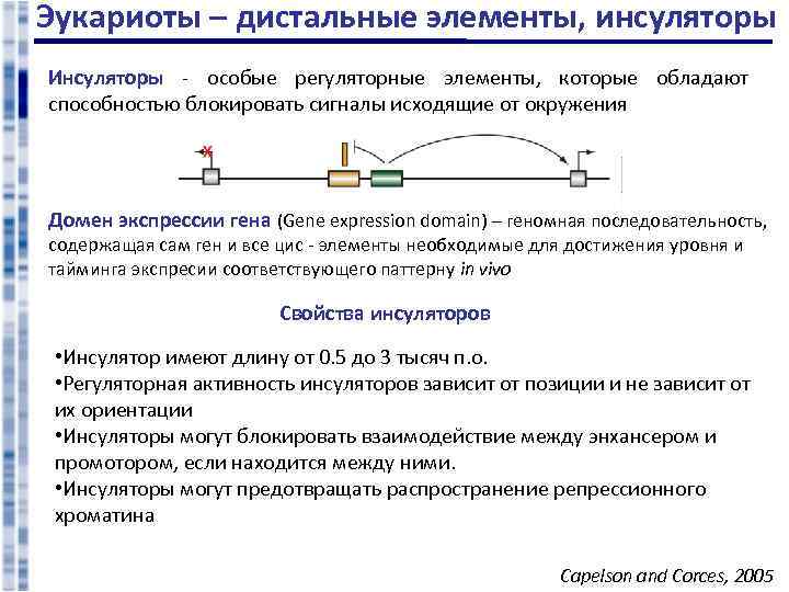 Эукариоты – дистальные элементы, инсуляторы Инсуляторы - особые регуляторные элементы, которые обладают способностью блокировать