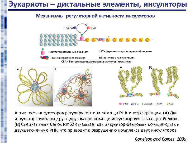 Эукариоты – дистальные элементы, инсуляторы Механизмы регуляторной активности инсуляторов Активность инсуляторов регулируется при помощи