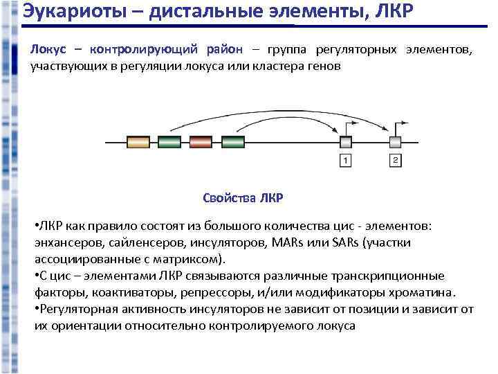 Эукариоты – дистальные элементы, ЛКР Локус – контролирующий район – группа регуляторных элементов, участвующих