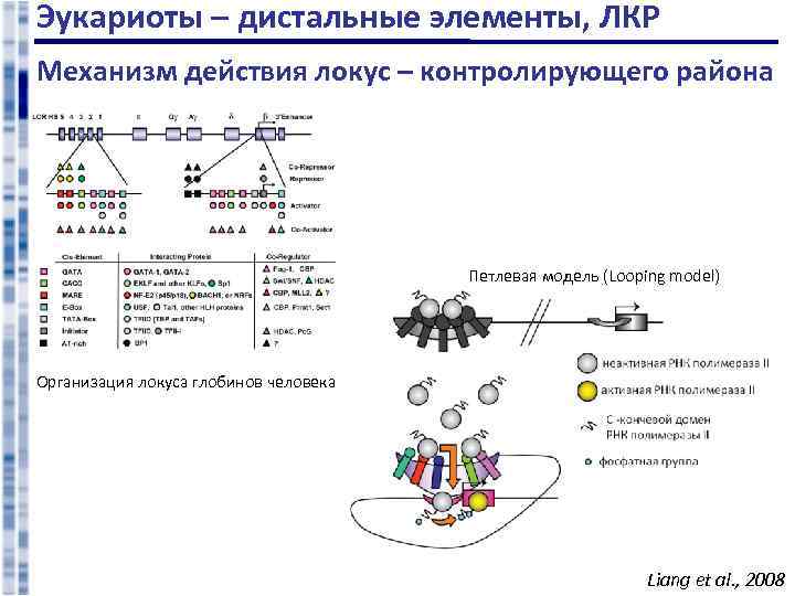 Эукариоты – дистальные элементы, ЛКР Механизм действия локус – контролирующего района Петлевая модель (Looping