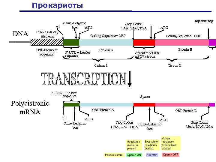 Прокариоты DNA Shine-Delgarno Stop Codon +1 box ATG TAA, TAG, TGA Cis-Regulatory Coding Sequence=