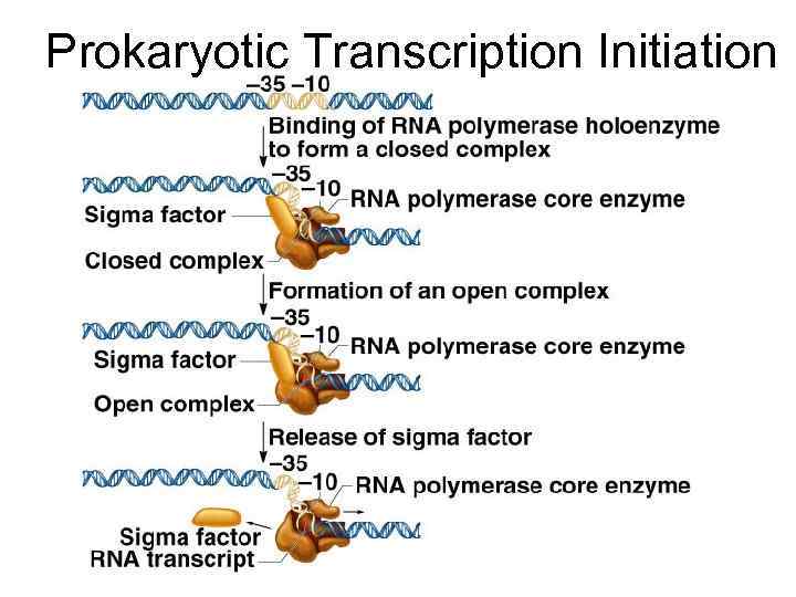 Prokaryotic Transcription Initiation Figure 12. 6 