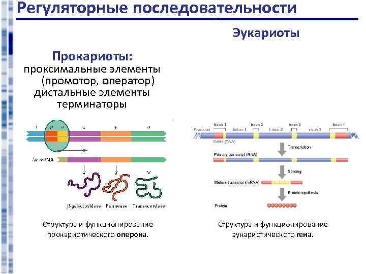 Терминация у эукариот