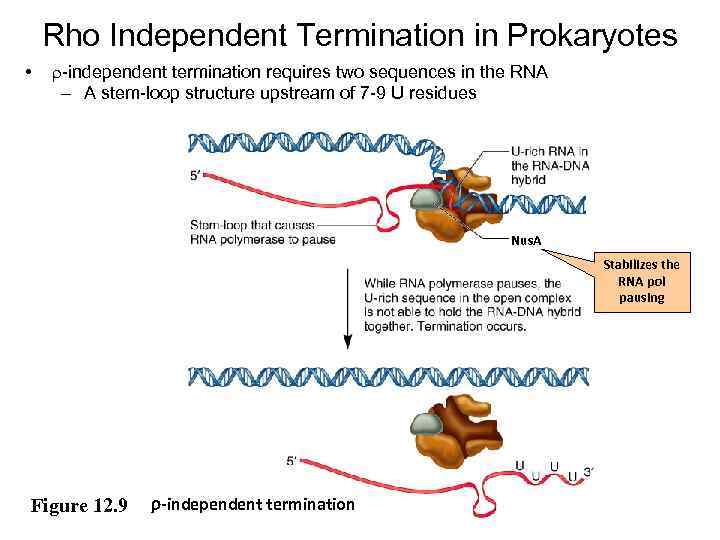 Rho Independent Termination in Prokaryotes • r-independent termination requires two sequences in the RNA