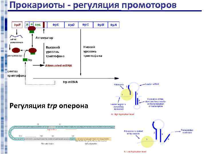 Прокариоты - регуляция промоторов Регуляция trp оперона 