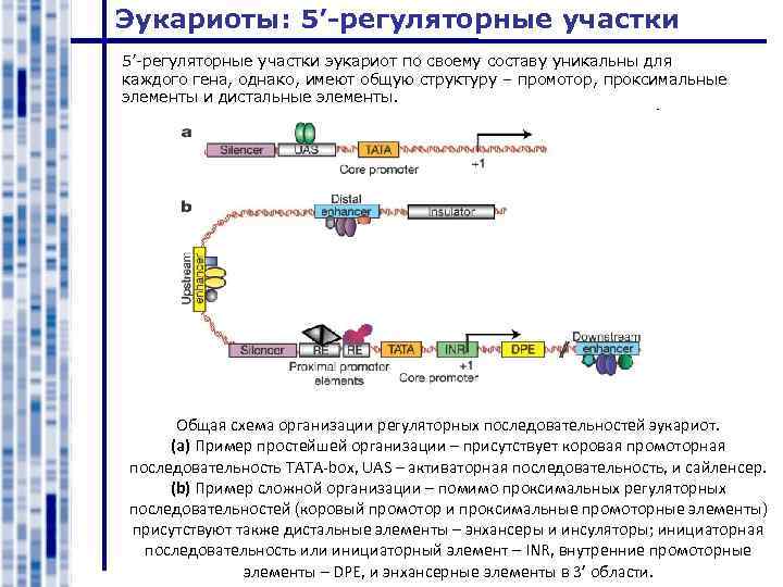 Регуляторные участки днк. Регуляторные участки Гена эукариот. Энхансеры и сайленсеры у эукариот. Структура Гена эукариот схема. Регуляторные последовательности у эукариот.