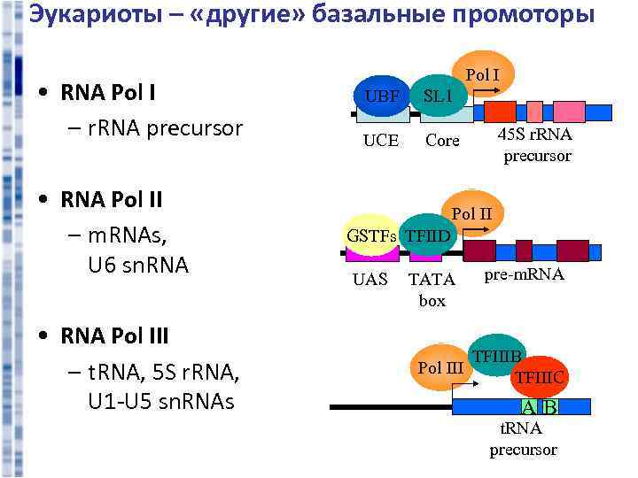 Эукариоты – «другие» базальные промоторы • RNA Pol I – r. RNA precursor •