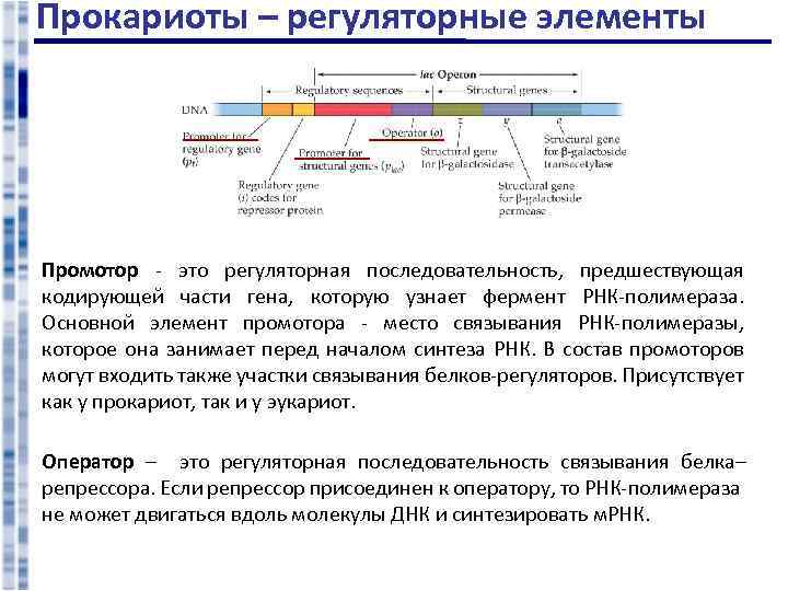 Прокариоты – регуляторные элементы Промотор - это регуляторная последовательность, предшествующая кодирующей части гена, которую