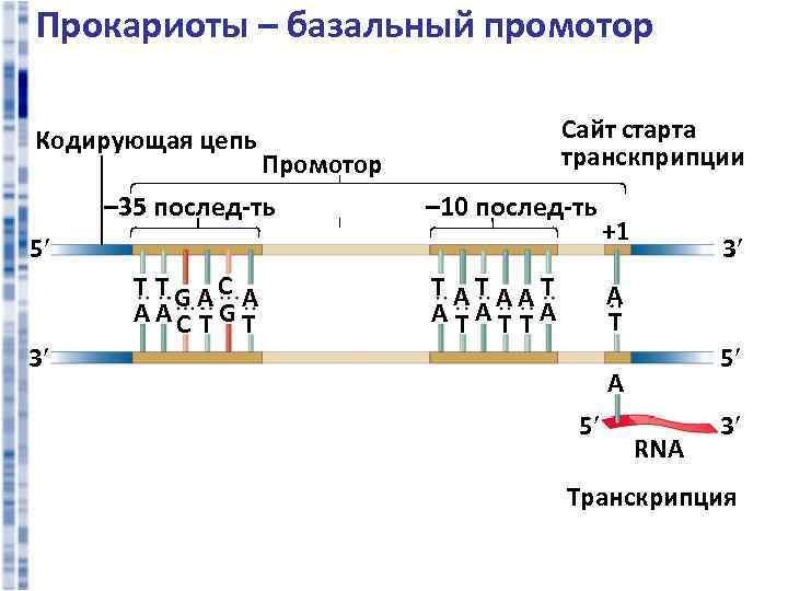 Прокариоты – базальный промотор Кодирующая цепь Сайт старта транскприпции Промотор – 35 послед-ть –