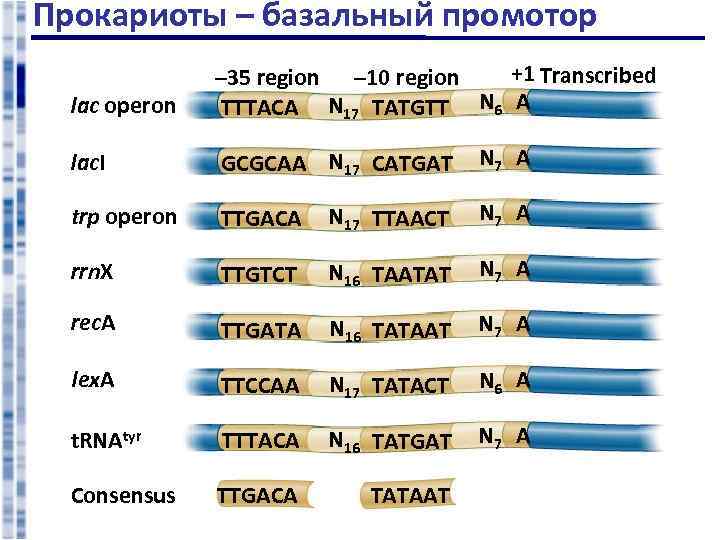 Прокариоты – базальный промотор lac operon +1 Transcribed – 35 region – 10 region