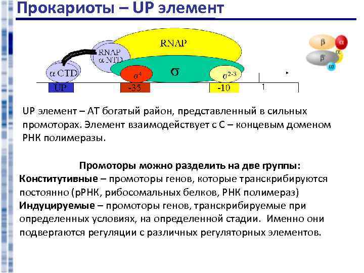 Каким номером на рисунке обозначена молекула на которой располагается промотор