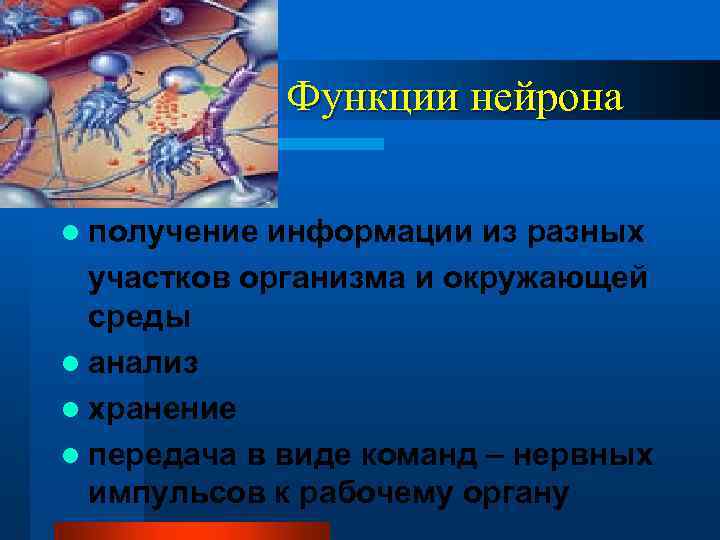 Функции нейрона l получение информации из разных участков организма и окружающей среды l анализ