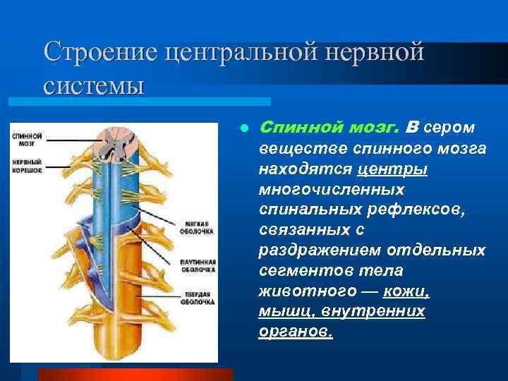 Строение центральной нервной системы l Спинной мозг. В сером веществе спинного мозга находятся центры