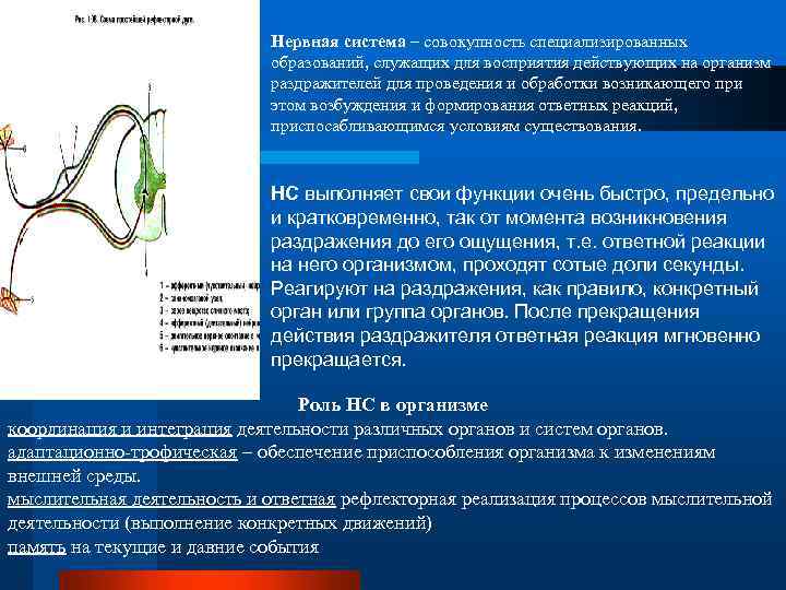 Восприятие действующих на организм раздражителей. Формирование ответной реакции организма на раздражение. Нервная система схема восприятия раздражителя. Условия необходимые для осуществления рефлекса.