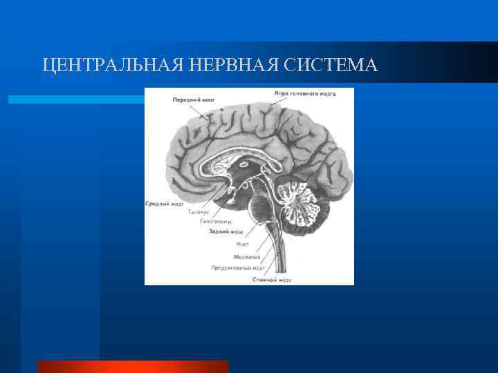 ЦЕНТРАЛЬНАЯ НЕРВНАЯ СИСТЕМА 