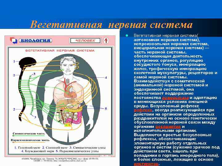 Вегетативная нервная система l Вегетативная нервная система( автономная нервная система), непроизвольная нервная система, висцеральная