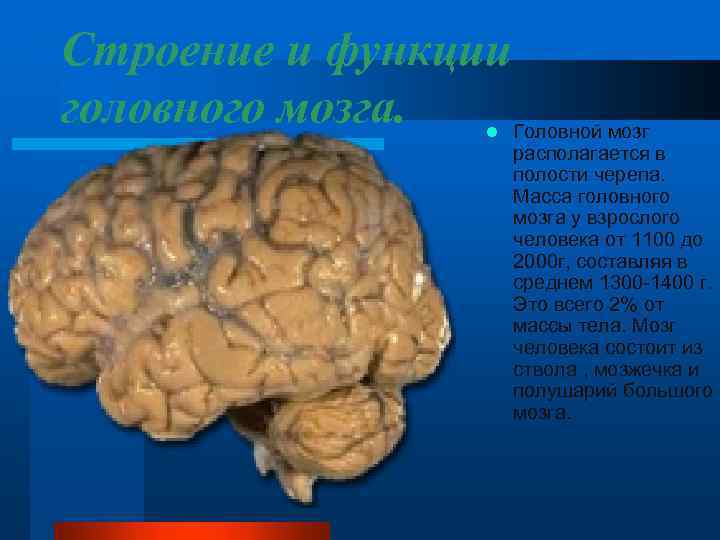 Строение и функции головного мозга. Головной мозг l располагается в полости черепа. Масса головного