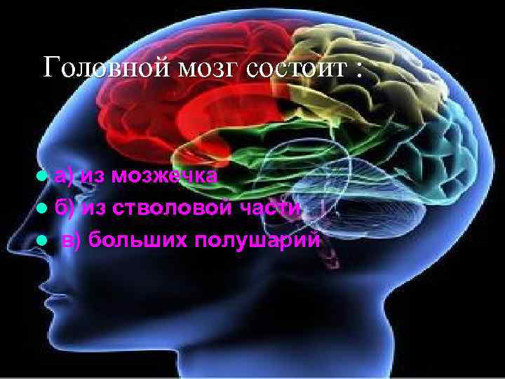 Головной мозг состоит : l а) из мозжечка l б) из стволовой части l