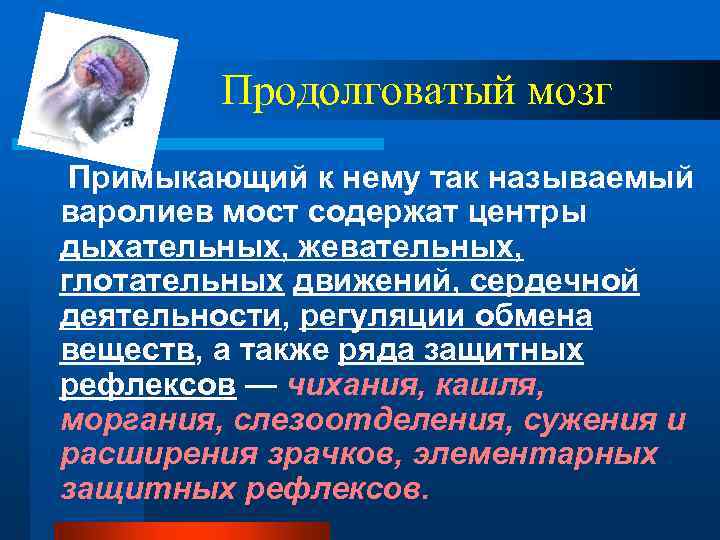 Продолговатый мозг Примыкающий к нему так называемый варолиев мост содержат центры дыхательных, жевательных, глотательных