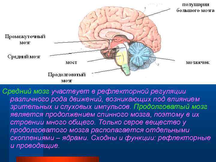 Средний мозг участвует в рефлекторной регуляции различного рода движений, возникающих под влиянием зрительных и