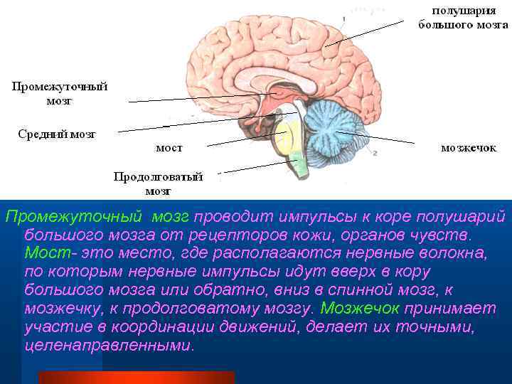 Промежуточный мозг проводит импульсы к коре полушарий большого мозга от рецепторов кожи, органов чувств.