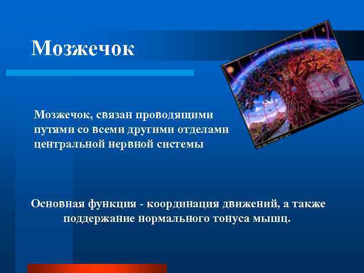 Мозжечок, связан проводящими путями со всеми другими отделами центральной нервной системы Основная функция -