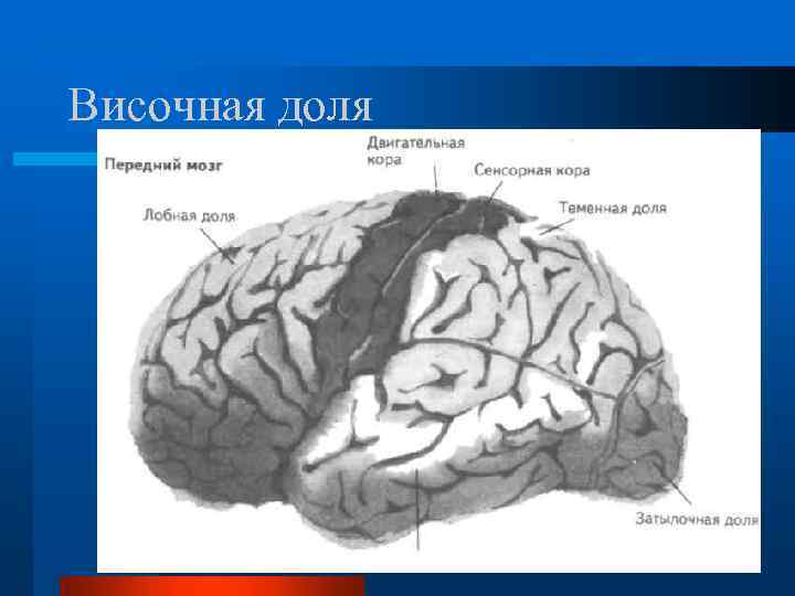 Височная доля 