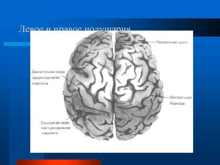 Левое и правое полушария 