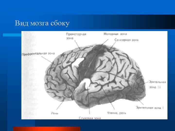 Вид мозга сбоку 