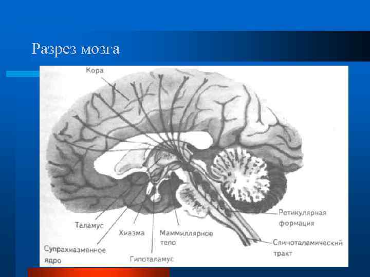 Разрез мозга 