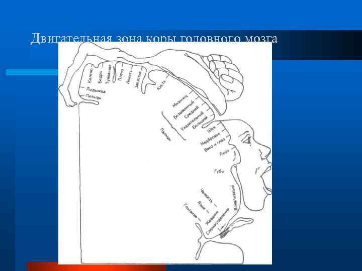 Двигательная зона коры головного мозга 