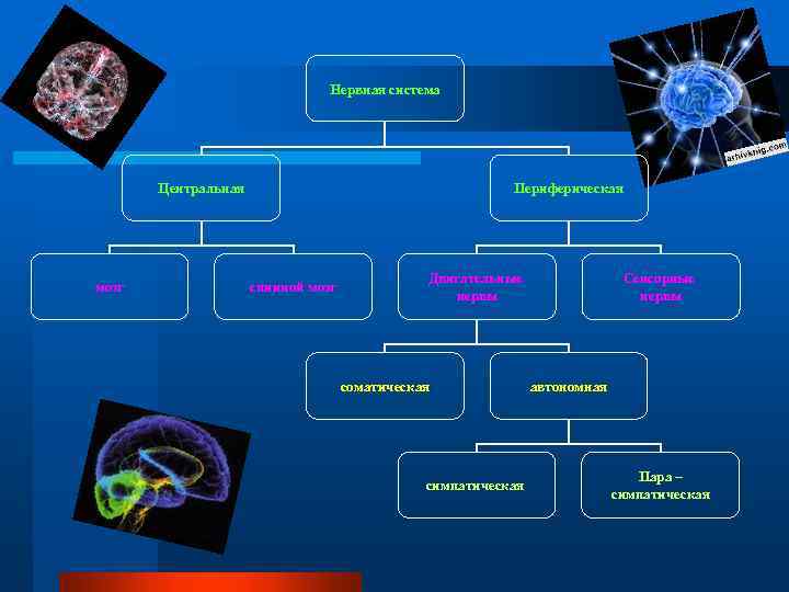 Нервная система Центральная мозг Периферическая спинной мозг Двигательные нервы соматическая симпатическая Сенсорные нервы автономная