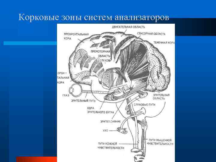 Корковые зоны систем анализаторов 