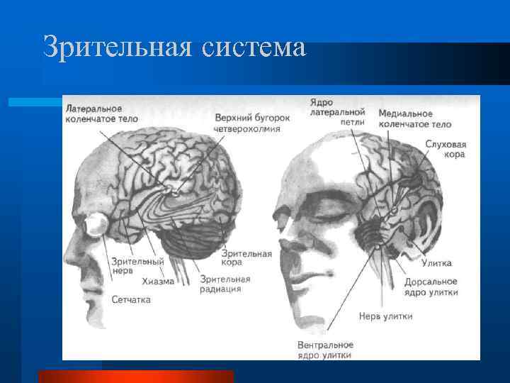 Зрительная система 