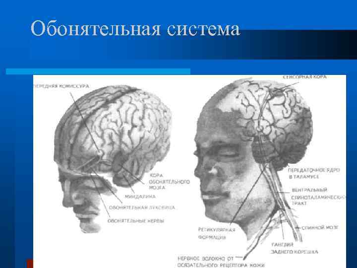 Обонятельная система 